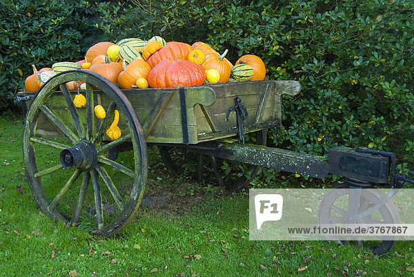 Herbstmotiv  ein alter Wagen mit Kürbissen steht im Garten
