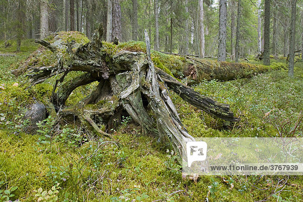 Rotting pine  Seitseminen National Park  Finland  Europe