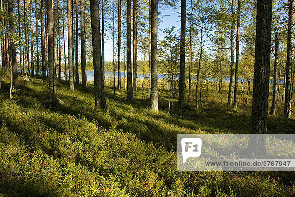 Wald und See  Tiiliikajärvi Nationalpark  Finnland