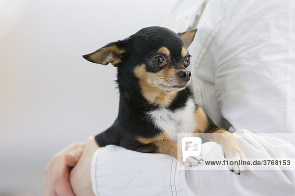 Chihuahua auf dem Arm