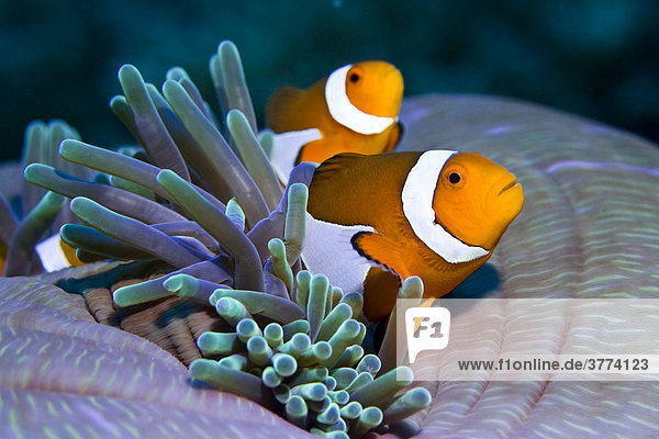 Orange Ringel Anemonenfisch oder falscher Anemonenfisch  Amphiprion ocellaris.