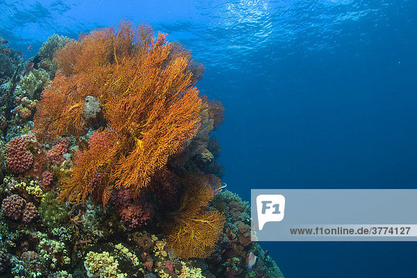 Farbenprächtiges Korallenriff bewachsen mit Gorgonien.