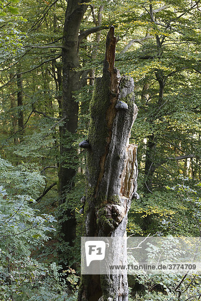 Old dead tree  Rhoen  Hesse  Germany