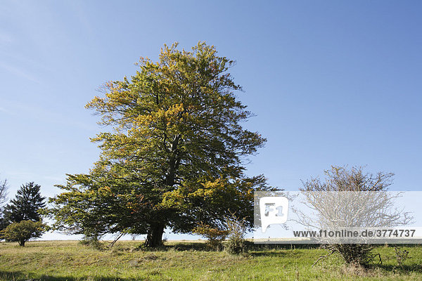 Herbstliche Rotbuche (Fagus sylvatica) Fladungen Rhön-Grabfeld Unterfranken Bayern Deutschland