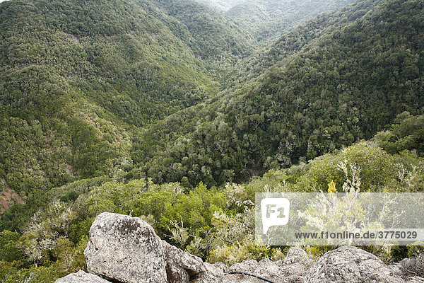 Baumheide Buschwald in Nationalpark Garajonay  Erica arborea  La Gomera  Kanaren  Spanien Garajonay Nationalpark