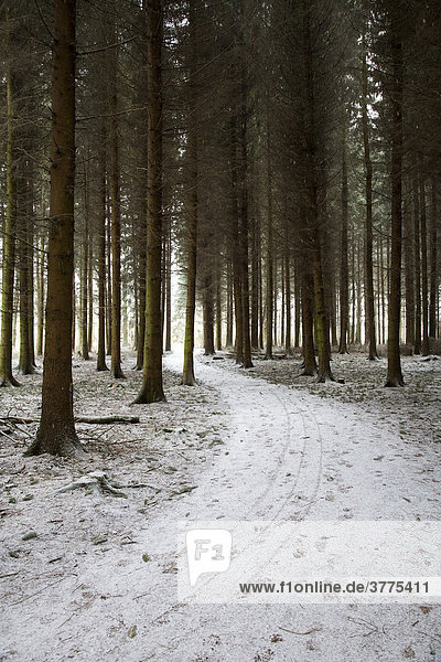 Würselener Wald im Winter bei Aachen  Verlautenheide  NRW  Deutschland  Europa