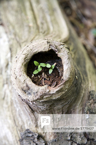 Seedling growing in a rotted  sawn off tree
