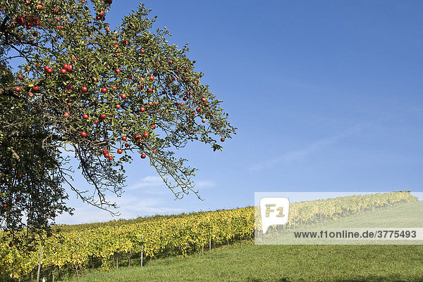 Apfelbaum mit reifen roten Äpfeln vor einer Weinlage in Unfinden  Hassberge  Unterfranken  Bayern  Deutschland
