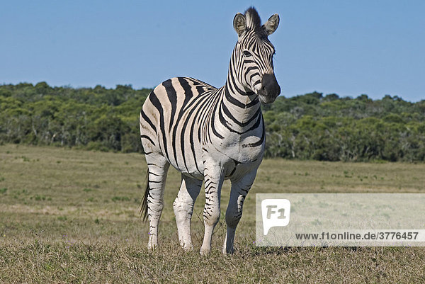 Zebra (Equus quagga) im Addo Nationalpark Südafrika
