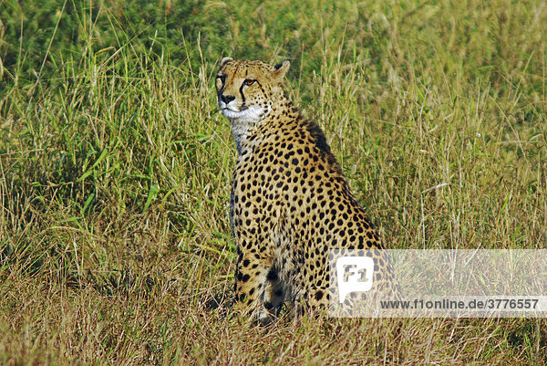 Gepard (Acinonyx Jubats) im St. Lucia Wetland  Phinda Private Game Reserve  Südafrika