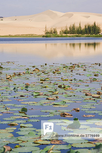 Der Weiße See ( Bau Bao ) oder Lotos - See mit den weissen Sanddünen hinten  bei Mui Ne  Vietnam  Asien