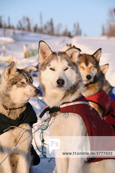 Schlittenhunde Gespann mit Wärmejacken  Huskys  ruhend  Yukon Territorium  Kanada