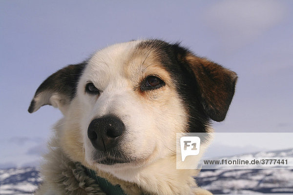 Schlittenhund  Portrait  Yukon Territorium  Kanada