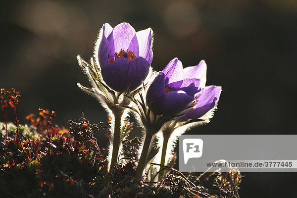 Kuhschelle  Pulsatilla   Blüten im Gegenlicht  Yukon Territory  Kanada