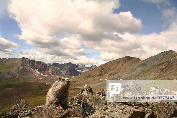 Eisgraues Murmeltier  Marmota caligata  Felsen  hinten die Tombstone Mountains  Yukon Territory  Kanada