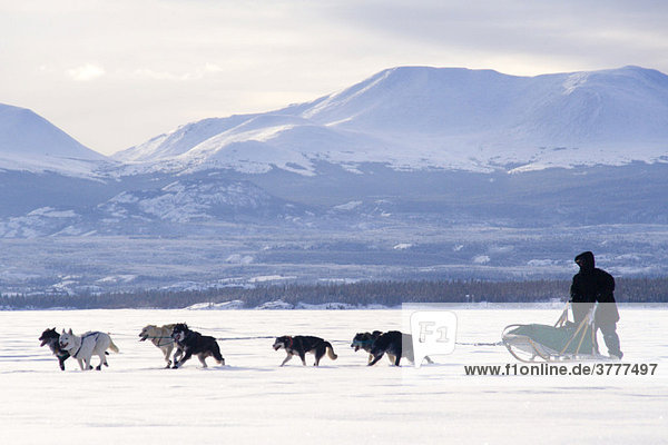 Sled dog team with musher  Lake Laberge  Yukon Territory  Canada