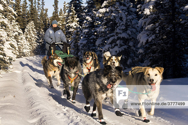 Schlittenhunde-Gespann mit Hundeschlittenführer im winterlichen Wald  Yukon Territorium  Kanada