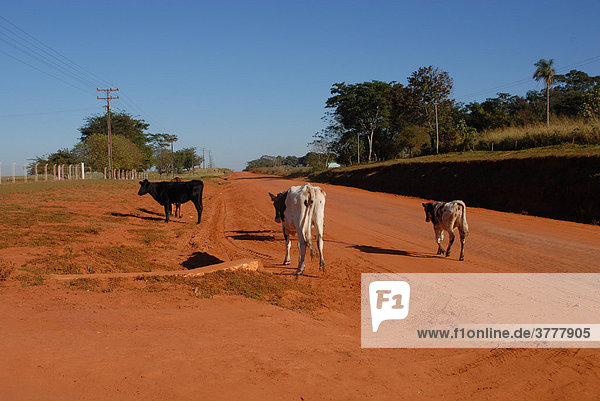 Frei laufende Kühe auf tiefroter Straße bei strahlend blauem Himmel  Paraguay