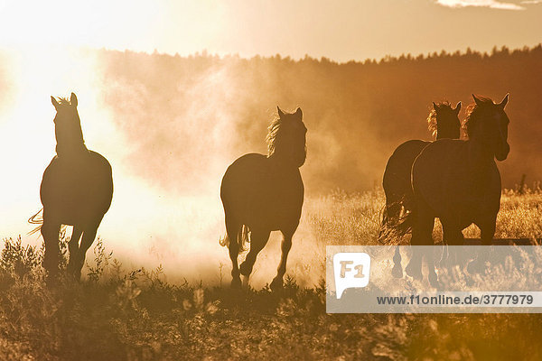 Pferde bei Sonnenuntergang  Oregon  USA