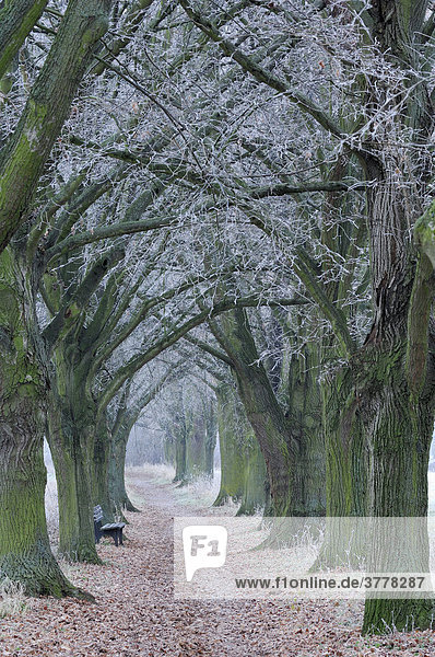 Roadway with Black Poplars (Populus nigra)