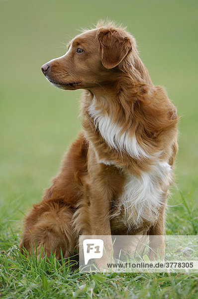 Nova Scotia Duck Tolling Retriever