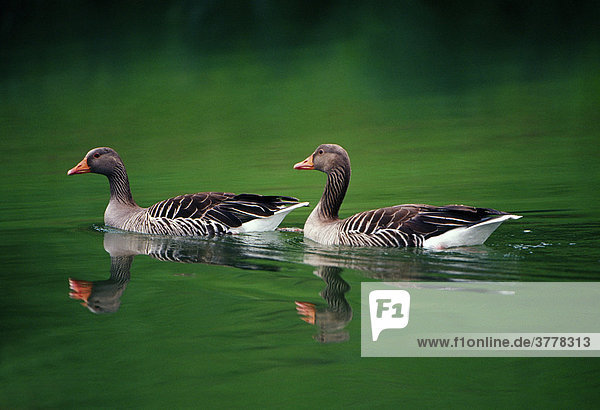 Greylag Goose (anser anser)