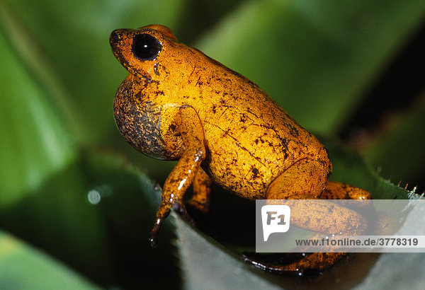 Strawberry Poison-dart Frog