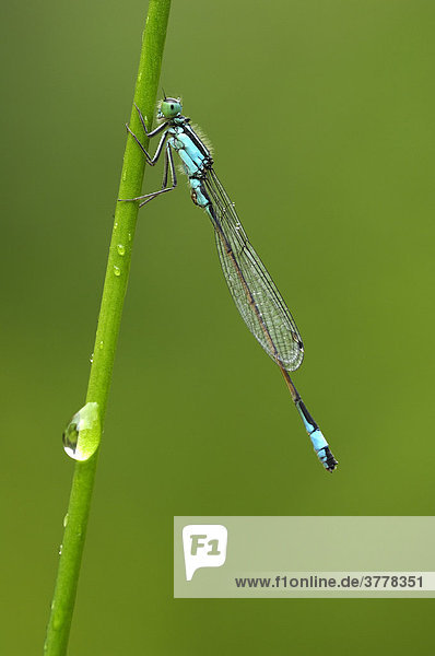 Blue tailed Damselfly (Ischnura elegans)