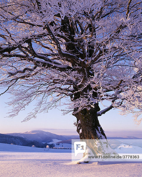 European Beech  Fagus sylvatica at dawn on the Schauinsland  with view of the Belchen  South Black Forest  Baden-Wuerttemberg  Germany
