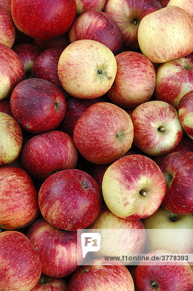 Cider apples