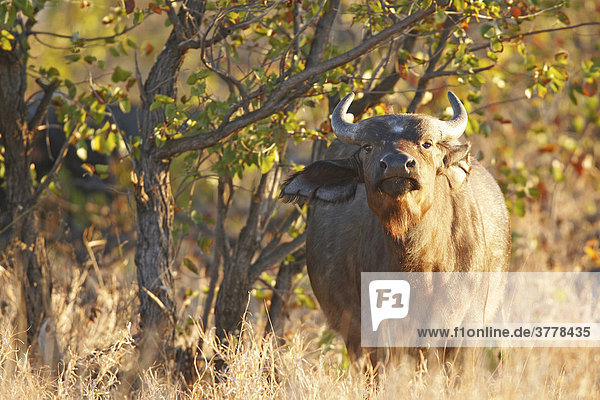 Schnuppernder Kaffernbüffel  Krüger Nationalpark Südafrika  Afrika
