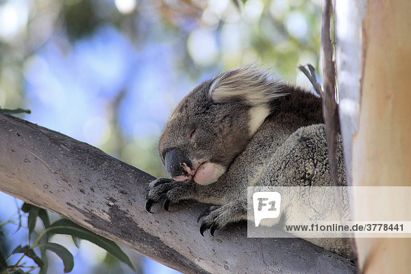 Koalabär in Australien