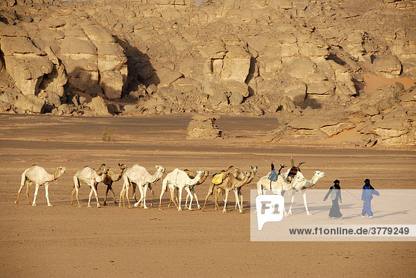 Tuareg gehen mit Kamelen duch die Wüste Akakus Libyen
