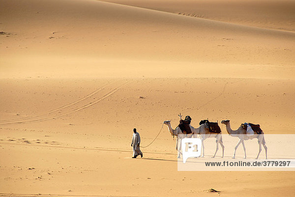 Tuareg geht mit Kamelen durch die Wüste Mandara Libyen