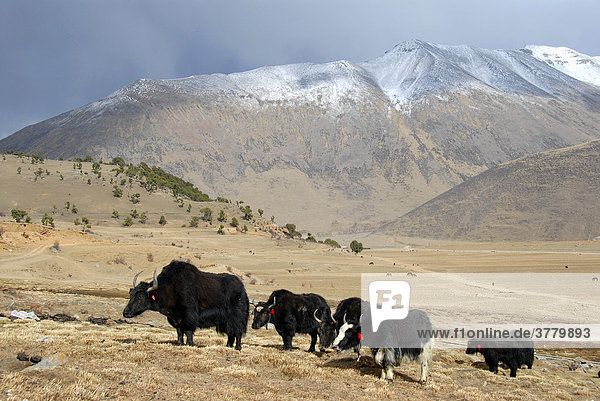 Yaks in front of forest of old juniper Juniperus trees and snow covered mountains at Reting monastery Tibet China