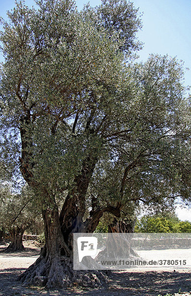 Olivenbaum in Gortys  Kreta  Griechenland