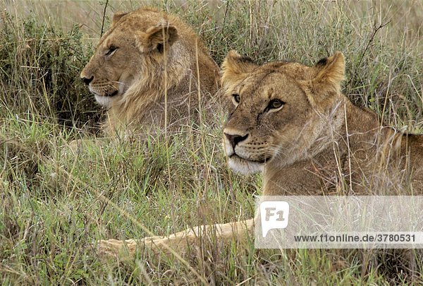 Junges Löwenpaar (Panthera leo)   Masai Mara  Kenia  Afrika
