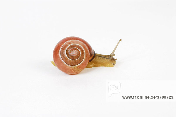 Schnecke gastropoda schnirkelschnecke cepaea