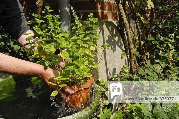 Minze (Mentha spicata var. crispa) wird in Regentonne gewässert