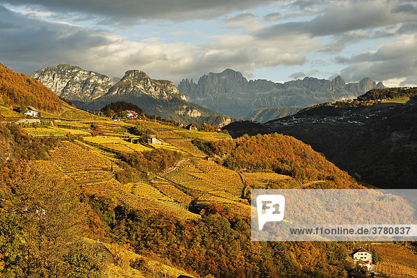 Blick über herbstlich gefärbte Weingärten zum Tschafon (links Mitte) und Rosengarten (rechts)  Rittener Berg  Südtirol  Italien