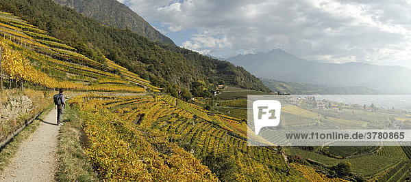 Algunder Waal (canal) hiking trail beneath the autumn colored vine yards  near Meran  South Tyrol  Italy
