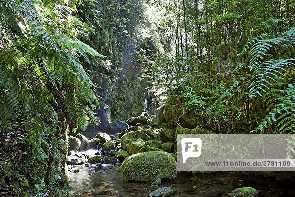 Laurissilva oder Lorbeer oder Laurazeenwald laurel forest (Laurisilva) Levada do Rei (Ribeiro Bonito) Sao Jorge Madeira Portugal
