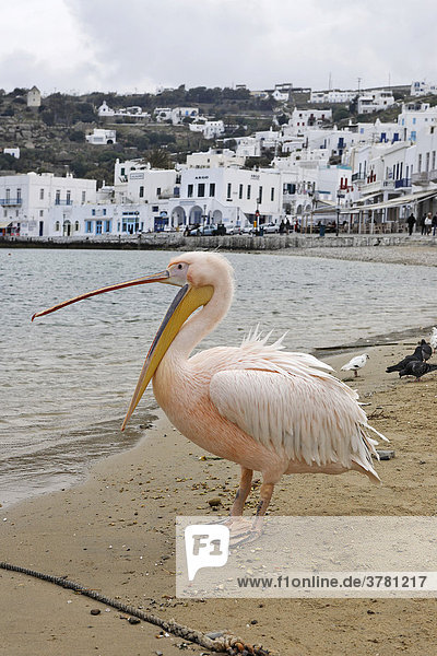 Pink pelicans at the harbour  Myconos  Greece