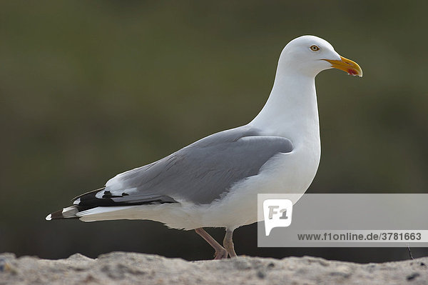 Silbermöwe (Larus argentatus)