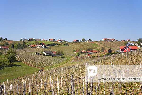 Vine scenery in south styria  Styria  Austria