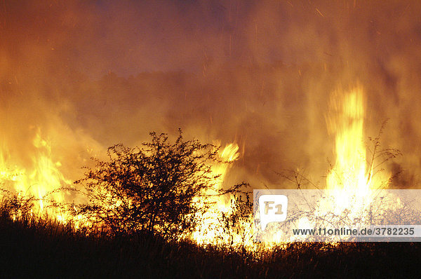 Buschfeuer bei Nacht  Gran Chaco  Paraguay