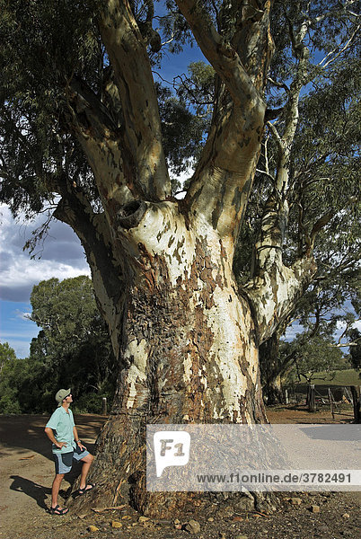 Mann vor einem alten Eukalyptusbaum in Melrose  Flinders Ranges  Südaustralien  Australien