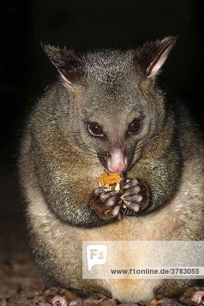 Possum (Trichosurus vulpecula)  Marsupial  Australia