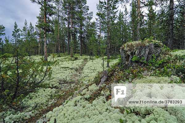 Rentierflechte (Cladonia rangiferina)  Jotunheimen Nationalpark  Norwegen  Skandinavien