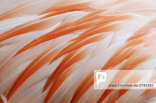 Gefieder eines chilenischen Flamingos Phoenicopterus chilensis